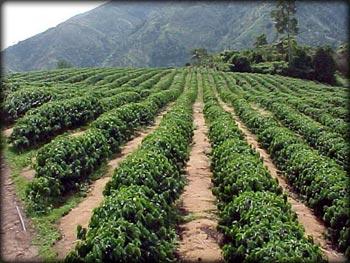 coffee_plantation.jpg