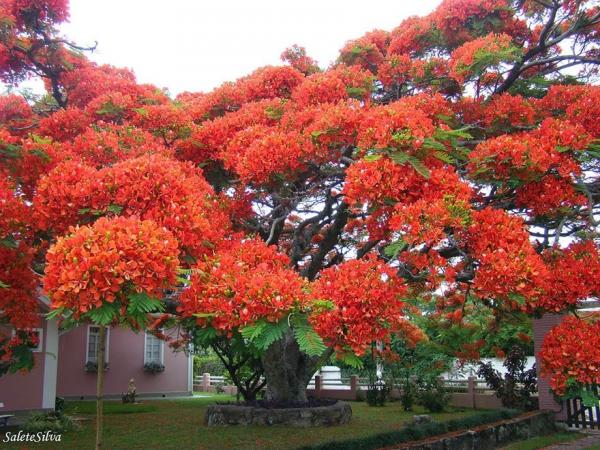 karlovska_poinciana_brazilia