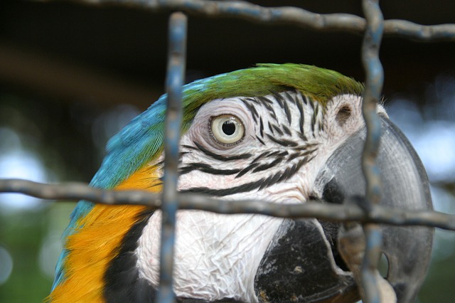 bird-204340_640